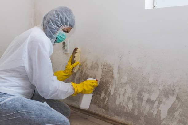 Best Black Mold Removal  in Maggie Valley, NC