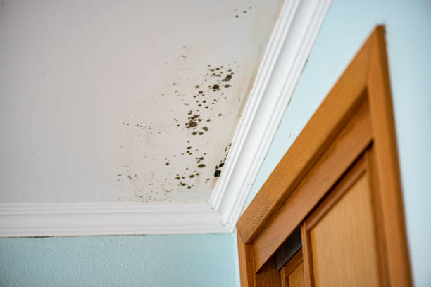Best Residential Mold Removal  in Maggie Valley, NC