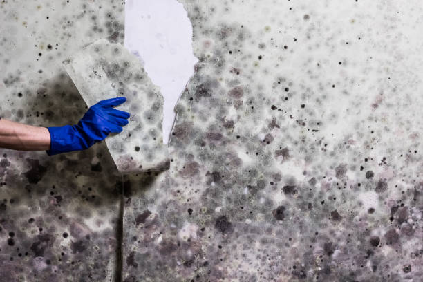 Best Mold Testing  in Maggie Valley, NC